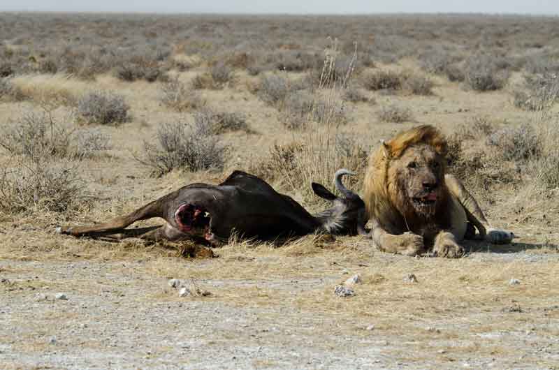 02 - Namibia - leones comiendo - parque nacional de Etosha